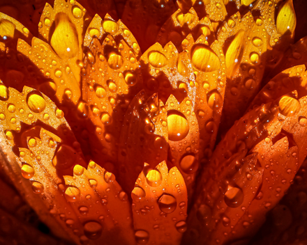 Calendula extract