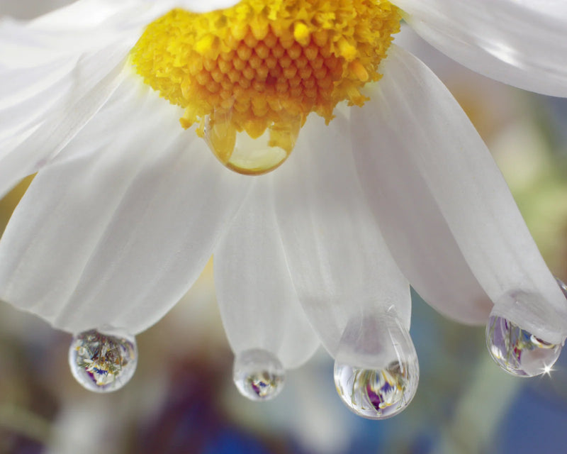 Chamomile Flower Water