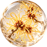 Witch Hazel Water